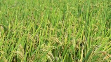 Altın pirinç çeltik tarlası Gün batımında sallanıyor.