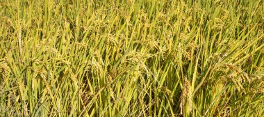 Altın pirinç çeltik tarlası gün batımında sallanıyor, kırsal alanda olgunlaşan pirinç tarlalarının manzarası.