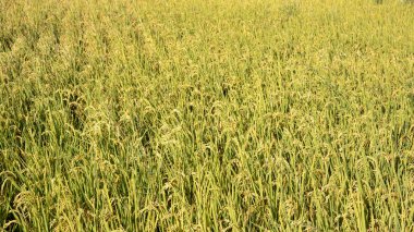 Altın pirinç çeltik tarlası gün batımında sallanıyor, kırsal alanda olgunlaşan pirinç tarlalarının manzarası.