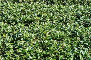 Yamacın yamacını kaplayan yemyeşil çay tarlaları, doğadaki düzenli çay çalılarını gösteriyor.