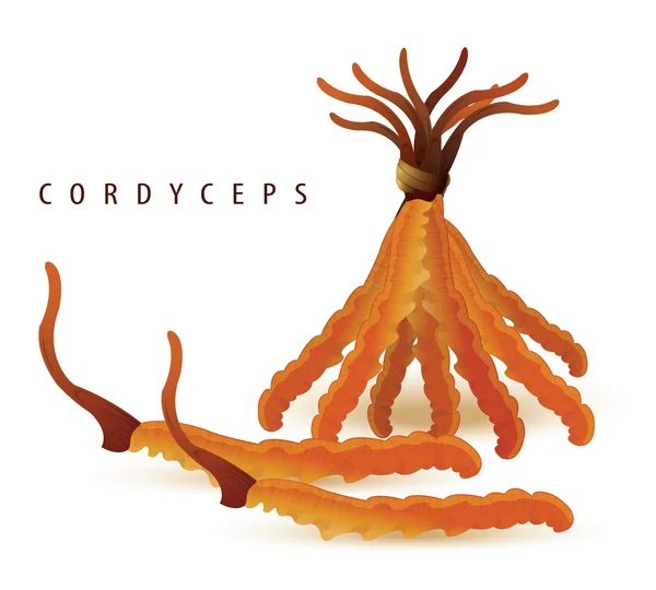 Cordyceps izole beyaz ayarlayın. (Dong chong xia cao)