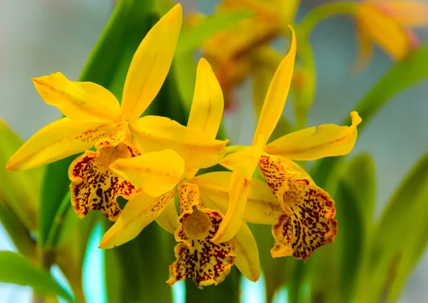 Yellow orchid — Stock Photo, Image