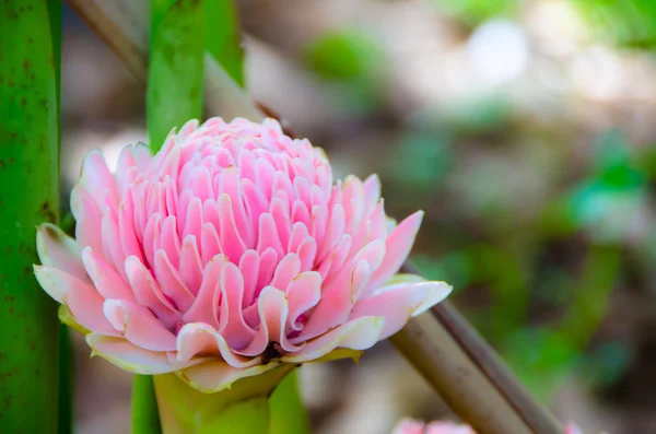 Pink etlingera elatior flower — Stock Photo, Image