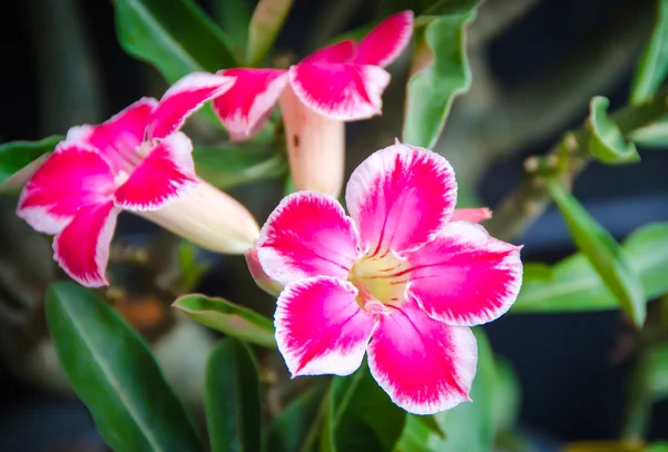 Tropisk blomma rosa adenium. Desert rose — Stockfoto