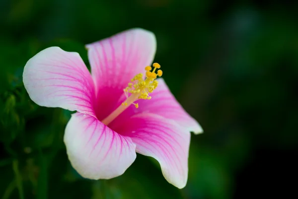 Pink hibicus — Stock Photo, Image