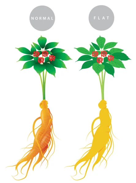 Raíz de ginseng — Vector de stock