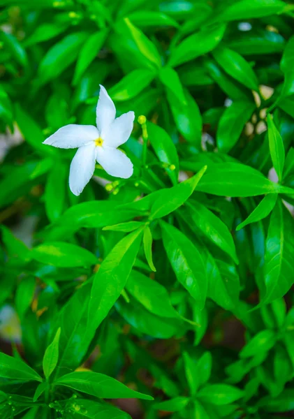 Vit blomma i grönt blad bakgrund — Stockfoto