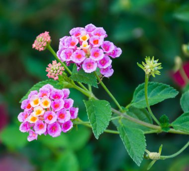 Lantana camara çiçek