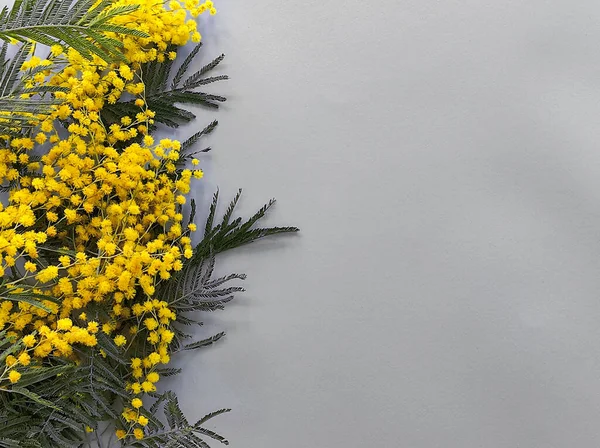 yellow mimosa flower bright background beautiful nature flowers beauty green white plant spring tree color mimoza summer decoration closeup natural fresh colorful leaf season floral