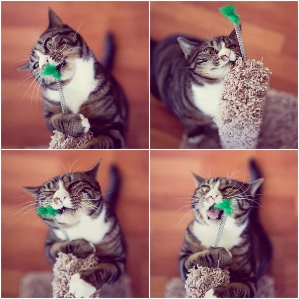 Cat collage Stock Photos, Royalty Free Cat collage Images | Depositphotos Cat collage Stock Photos, Royalty Free Cat collage Images | Depositphotos