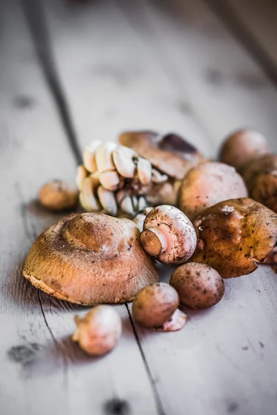 Wild mushrooms — Stock Photo, Image