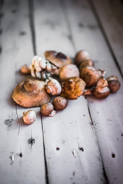 Wild mushrooms — Stock Photo, Image