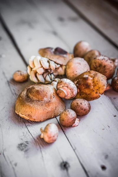 Wild mushrooms — Stock Photo, Image