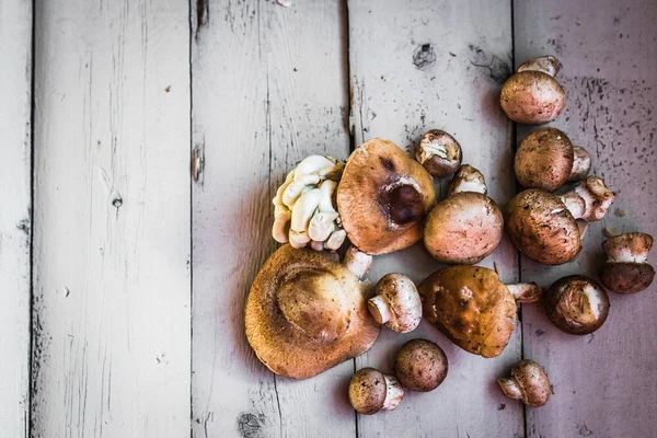 Wild mushrooms — Stock Photo, Image