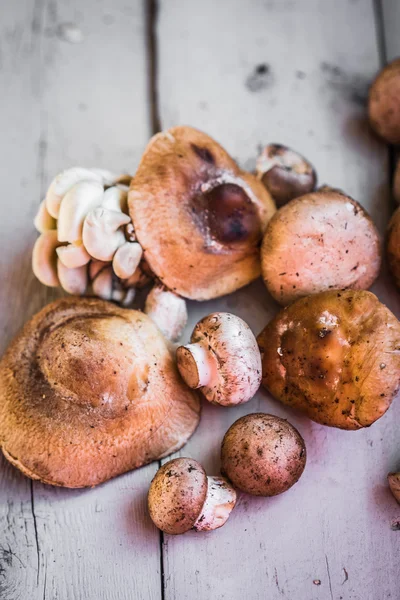 Wild mushrooms — Stock Photo, Image