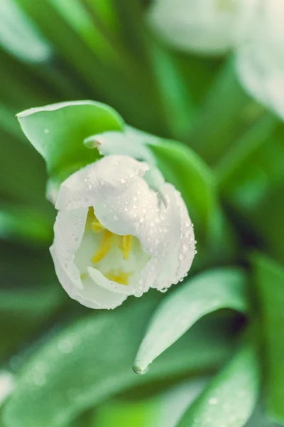 Weiße Tulpen — Stockfoto