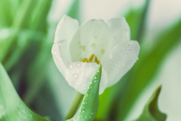 Tulipas brancas — Fotografia de Stock