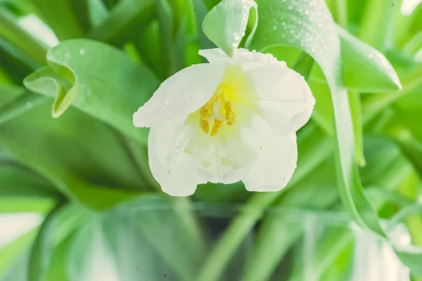 Tulipas brancas — Fotografia de Stock