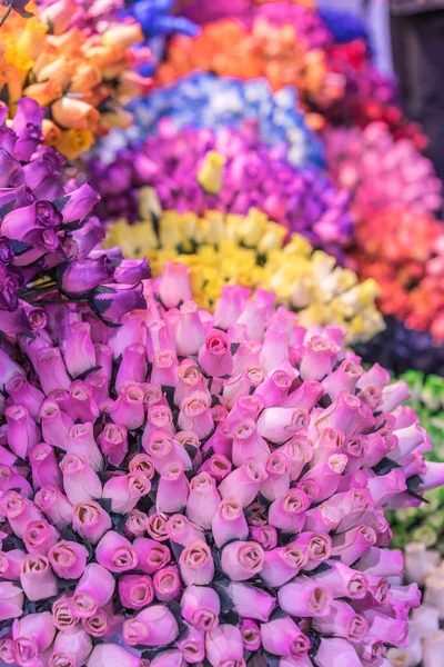 Hermosas rosas de colores —  Fotos de Stock