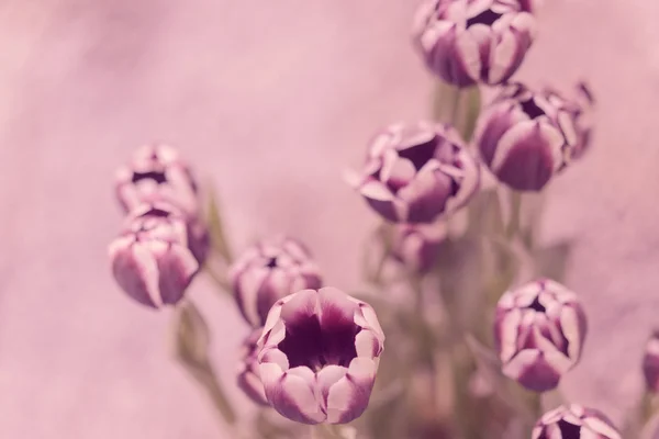 Tulpen — Stockfoto