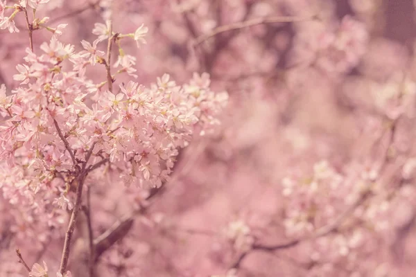 Flor de cerezo —  Fotos de Stock