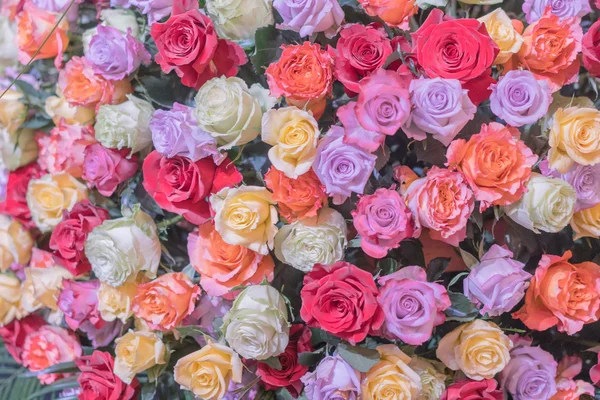 Schöne bunte Rosen — Stockfoto