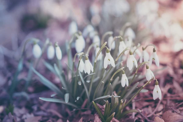 Pastel snowdrops — Stock Photo, Image