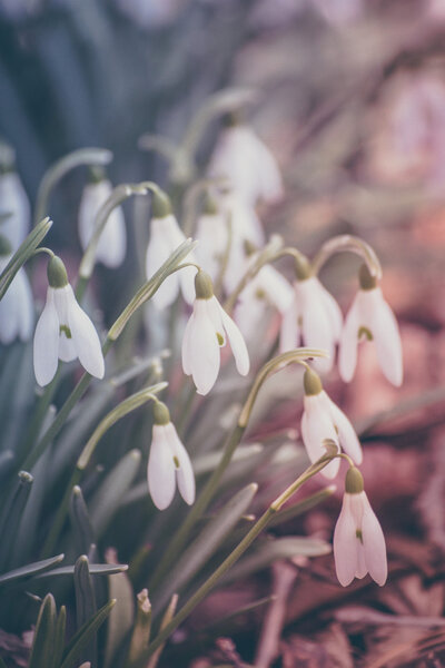 Пастельные подснежки
