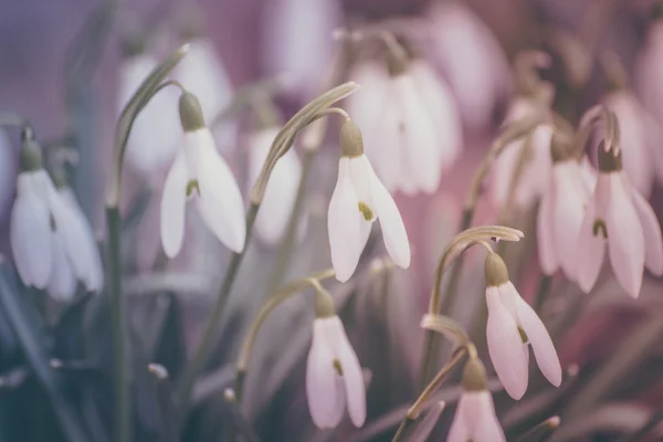 Gotas de neve Pastel — Fotografia de Stock