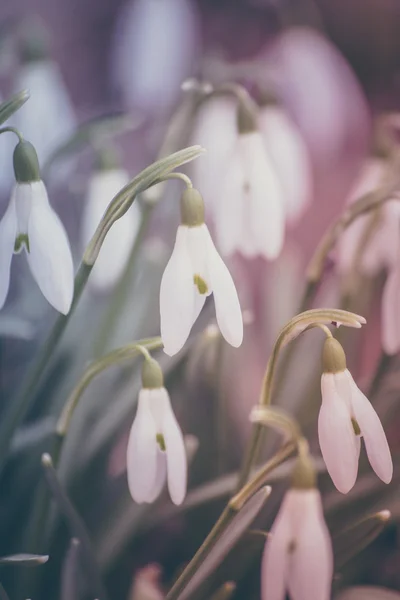 Gotas de neve Pastel — Fotografia de Stock