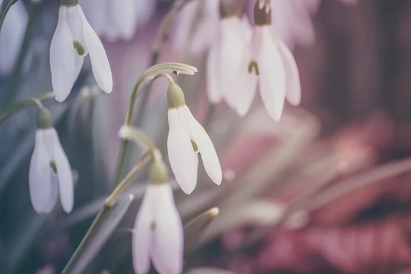 Pastel snowdrops — Stock Photo, Image