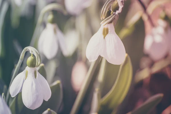 Gotas de neve Pastel — Fotografia de Stock