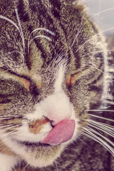 Closeup ของแมว — ภาพถ่ายสต็อก