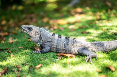 iguana 'ya yaklaş