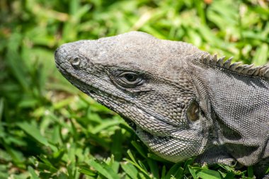 iguana 'ya yaklaş