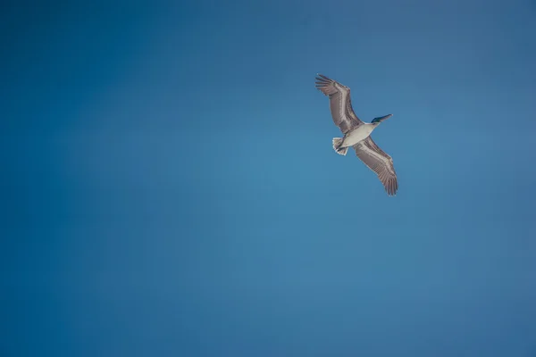 Pelícano volando en el cielo — Foto de Stock