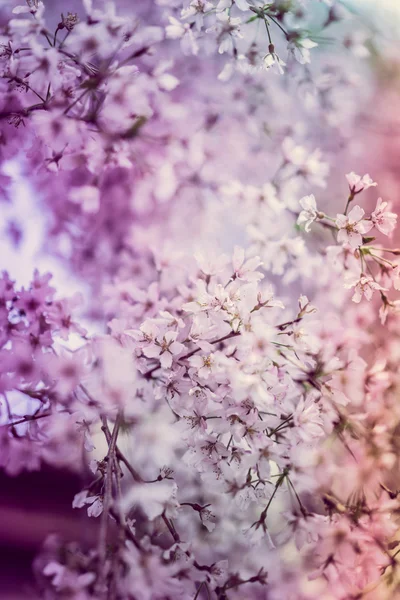 Flor de cerezo —  Fotos de Stock