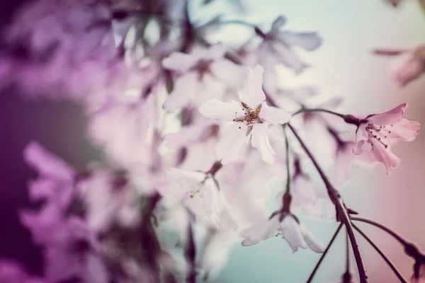 Flor de cerezo —  Fotos de Stock