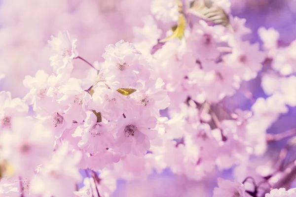 Flor de cerezo —  Fotos de Stock