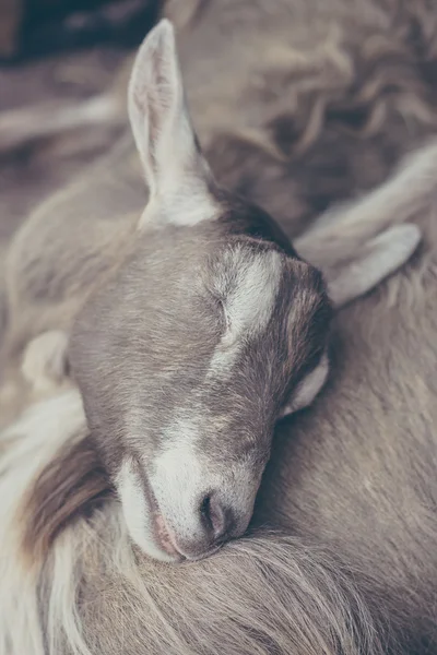 Chèvre endormie — Photo