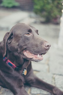 Tatlı çikolata Labrador