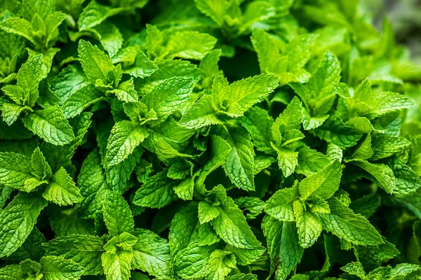 Menta fresca — Foto de Stock