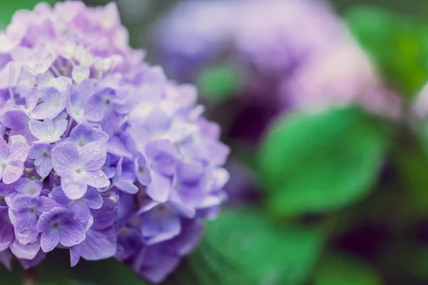 Hortênsia em flor — Fotografia de Stock