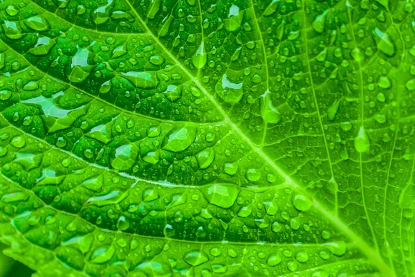 Water droplets on the leaf — Stock Photo, Image