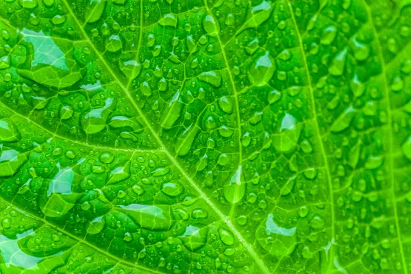 Water droplets on the leaf — Stock Photo, Image