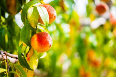 Ağaçtaki şeftaliler