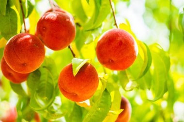 Ağaçtaki şeftaliler