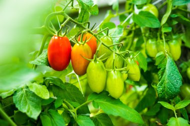 Çiftlik yükseltilmiş domates