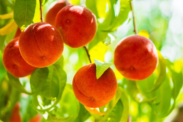 Ağaçtaki şeftaliler