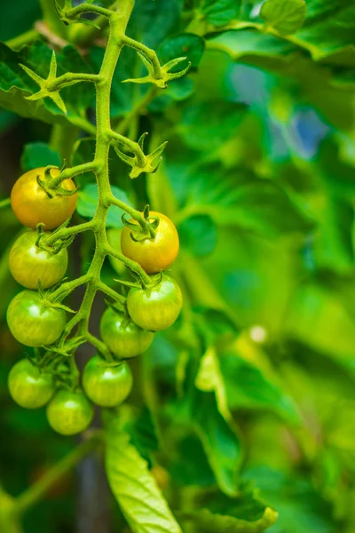 Tomates criados en granja — Foto de Stock